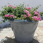 펜션 Ancone